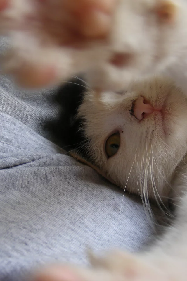 лапки, ласка, кошка
