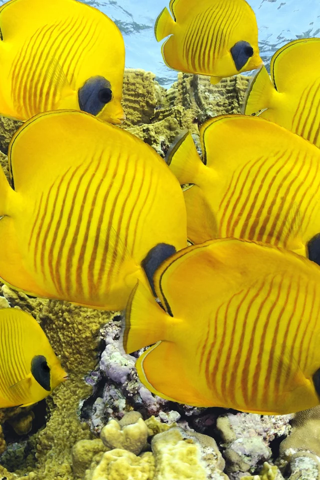 кораллы, море, рыбки, океан