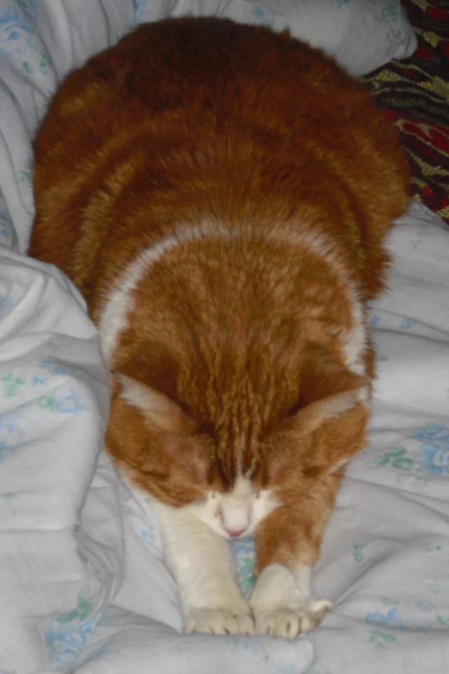 рыжий, кот, спит