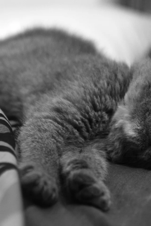 котенок, спит, нос