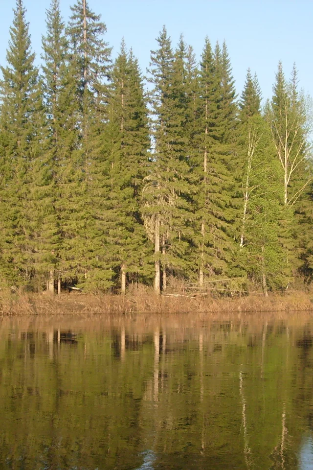 гладь, река, лес