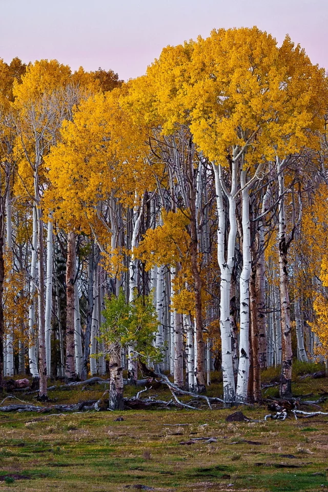 природа, лес, красота, пейзаж, деревья