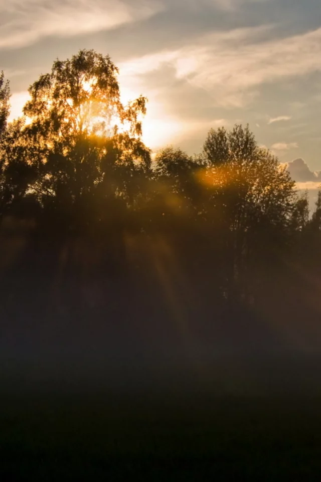 утро, природа, туман, свет