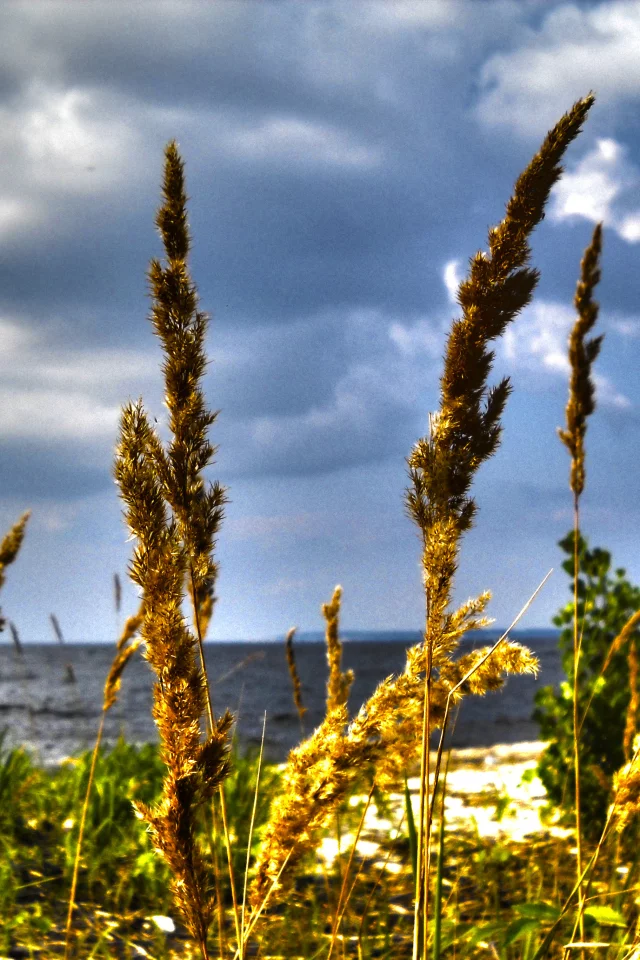 берег моря, облака, море, hdr, макро, колоски