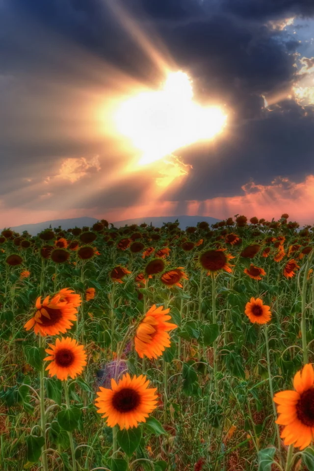 небо, пейзаж, HDR, природа, поле, тучи