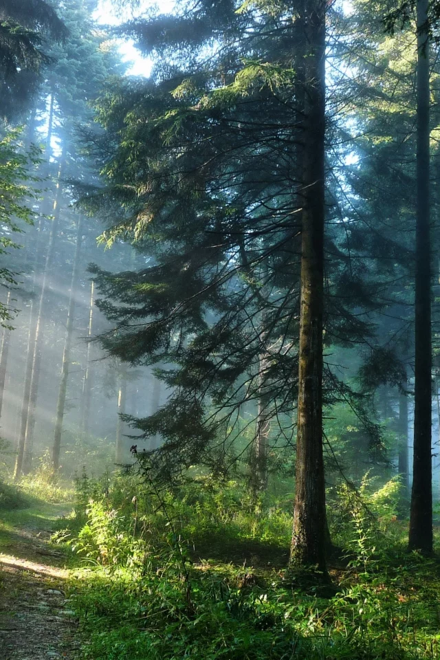 природа, зелень, деревья, лес