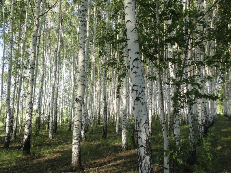 посадка, весна, листья, березы