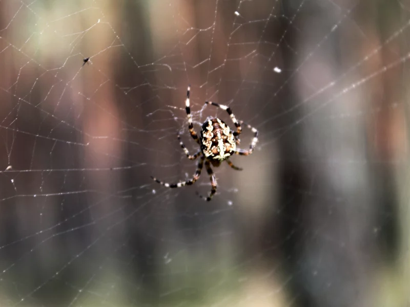 spider, паутина, паук