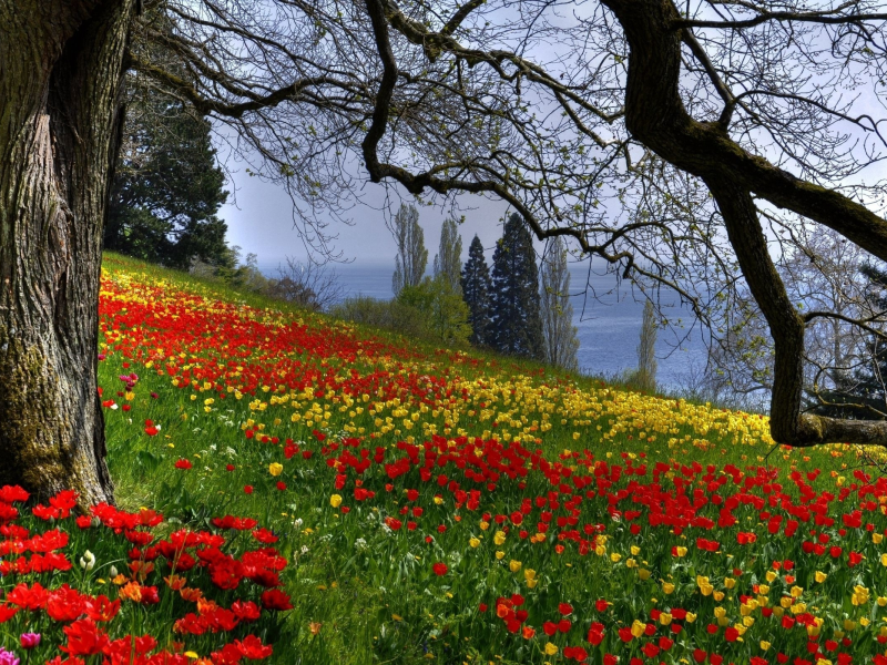 ветки, весна, дерево, природа, тюльпаны, цветы