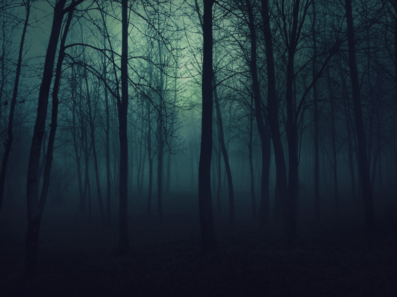 туман, ночь, мрак, лес