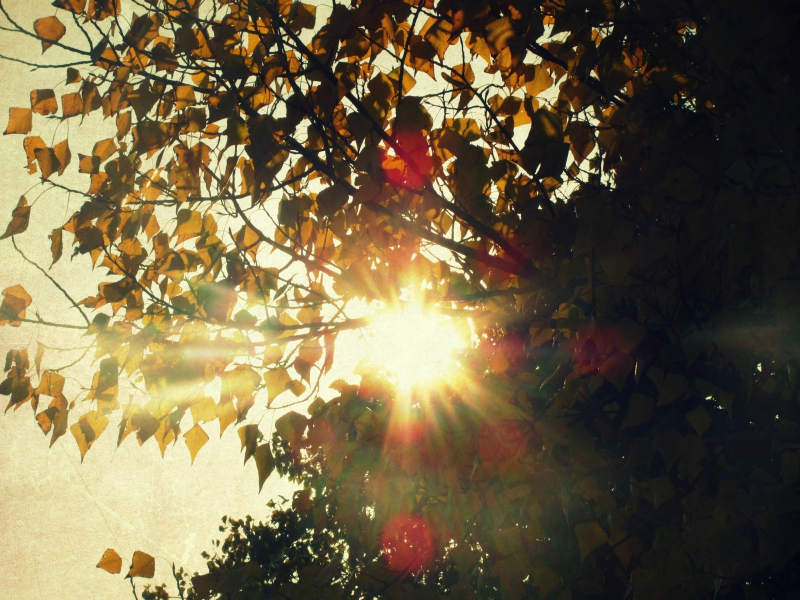 солнце, осень, Дерево
