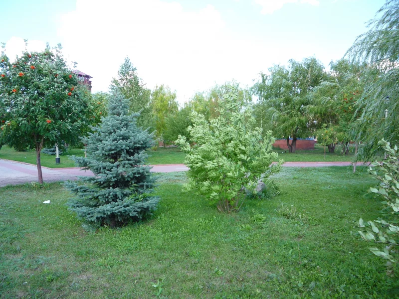 трава, елка, лето