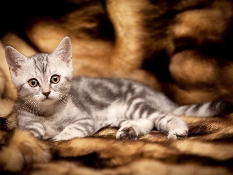 взгляд, глаза, кот, красота