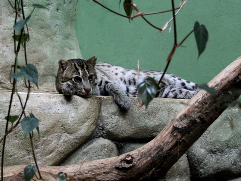 взгляд, камышовый кот, усы, кот