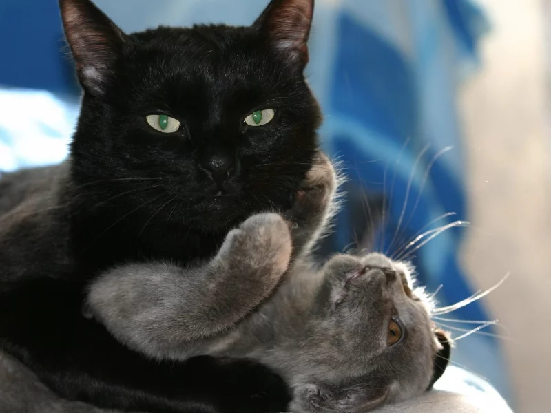 кот, кошка, черный