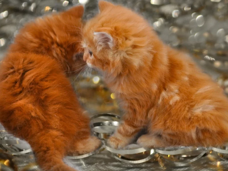 друзья, кошки, природа