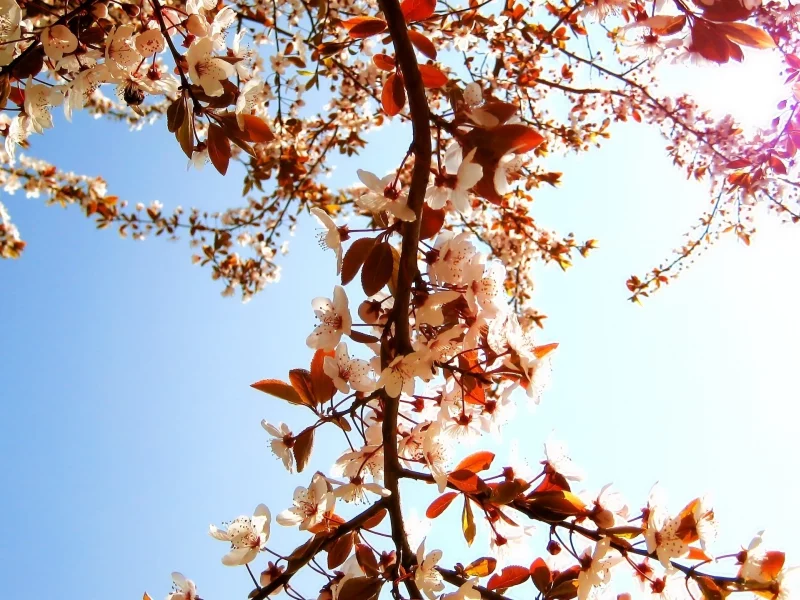 ветки, день, цветы, flowers, лепестки, дерево