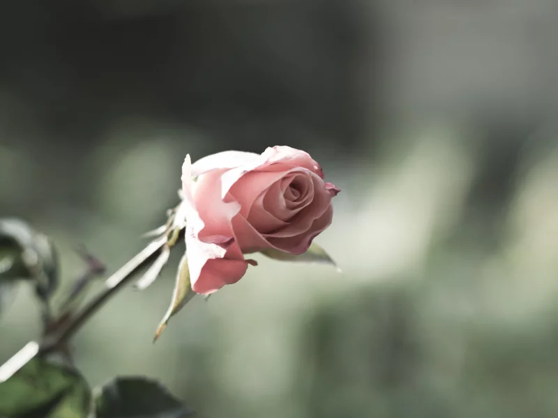 цветы, природа, роза
