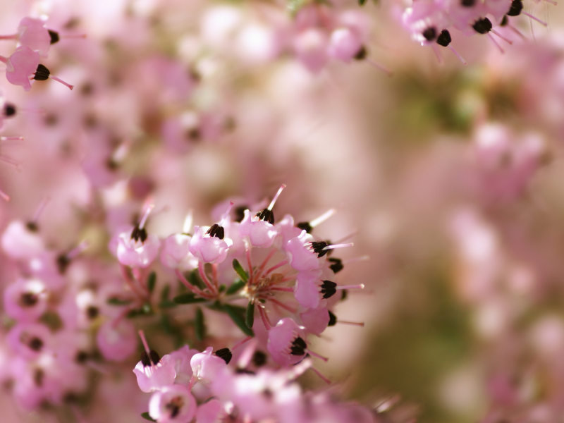 розовый, макро, фокус, цветы, Вереск