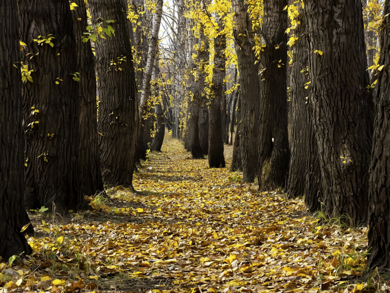 листья, деревья, осень, парк