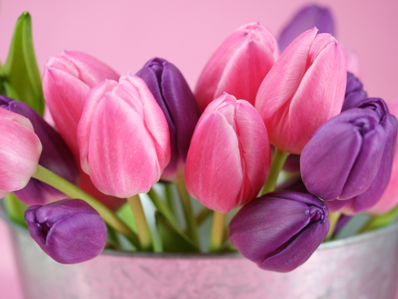 цветы, фиолетовый, бутоны, розовый, тюльпаны