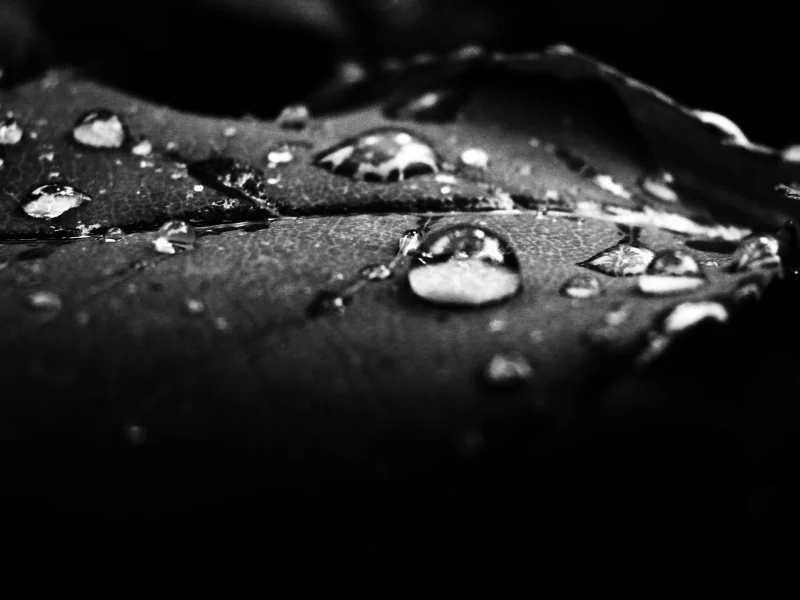 чёрнобелый, роса, кадр, листок, капли, вода