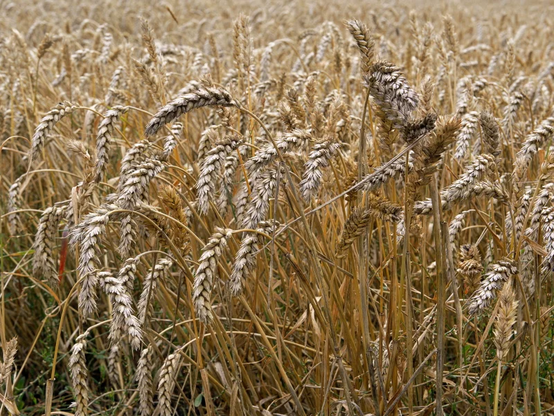 поле, лето, природа, колосья