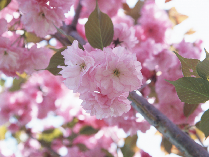розовый, лепестки, вишня, сакура, цветы, нежность, цветок, ветви, весна, макро