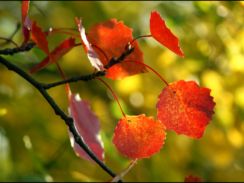 осень, макро, листья, дерево