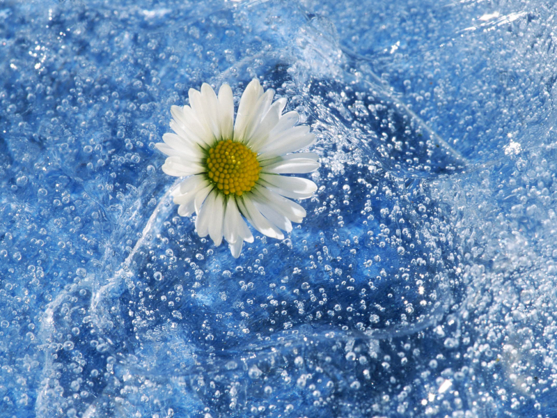 вода, брызги, природа, цветок