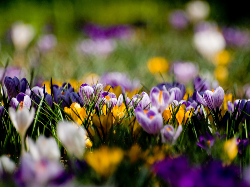 цветы, весна, поляна, крокусы, фиолетовые, желтые