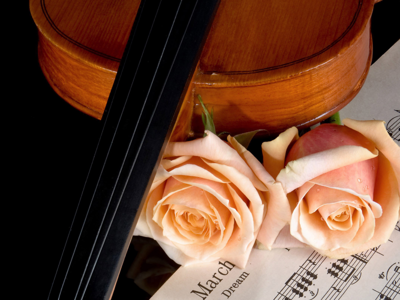 ноты, розы, музыка, красота, скрипка