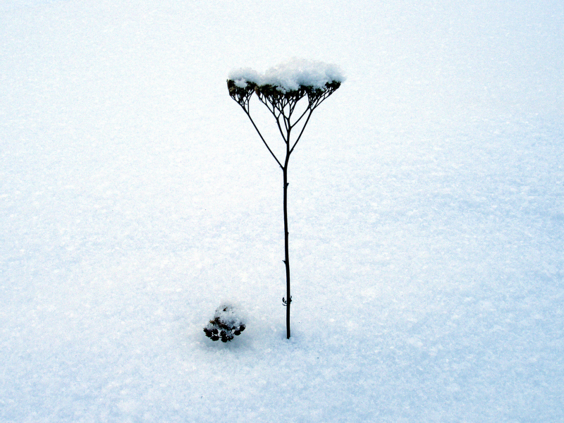 минимализм, снег, зима, стебель