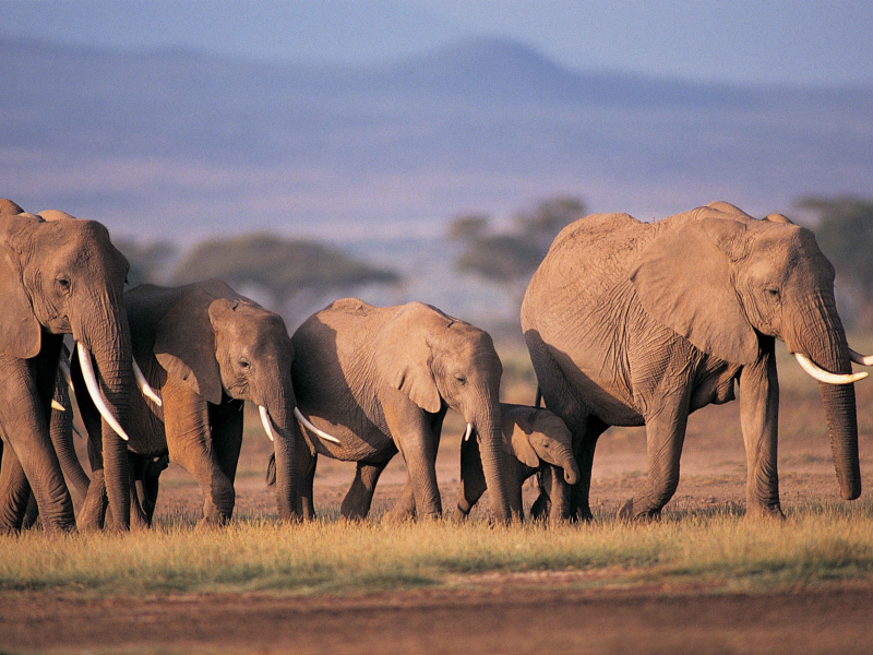 стадо, слон, африка