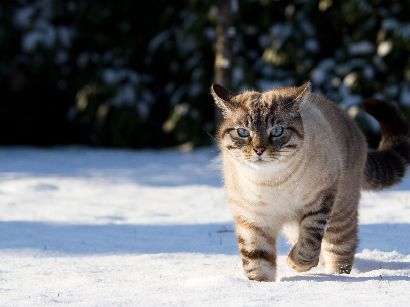 зима, кот, снег, природа, тени, кошка
