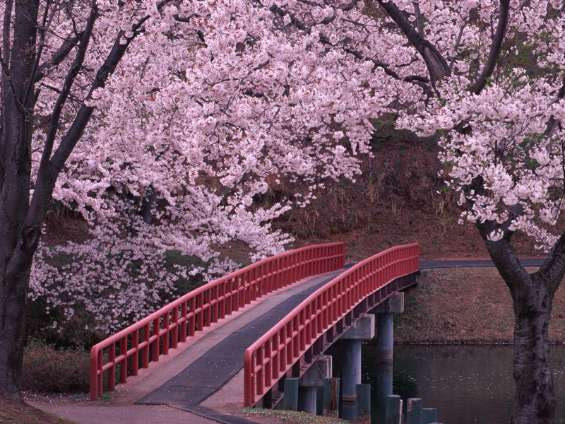 сакура, япония, мост