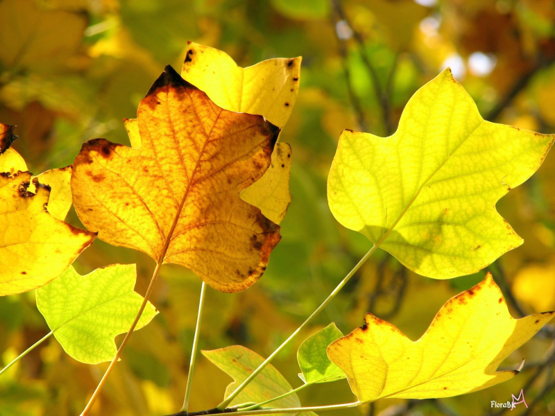 желтый, осень, передний план, желтые листья