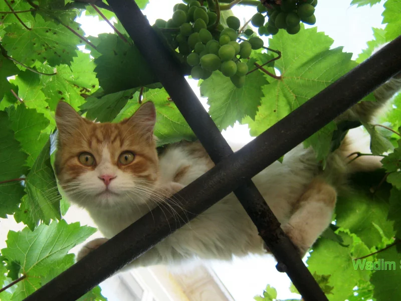 виноград, кот, лето