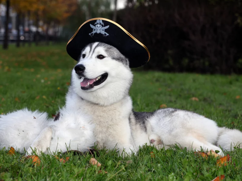 хаска, собака, шляпа, обои