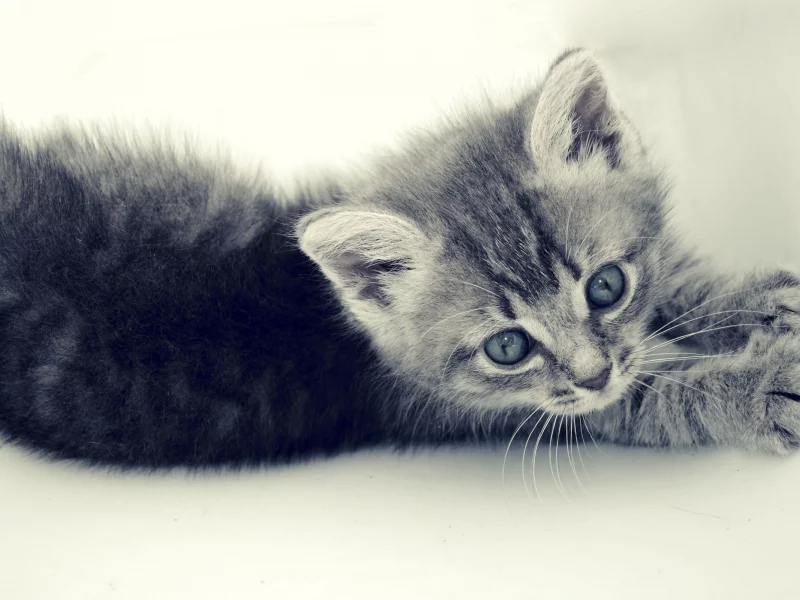 кошка, красивая