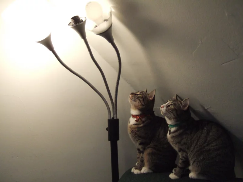 внимание, коты