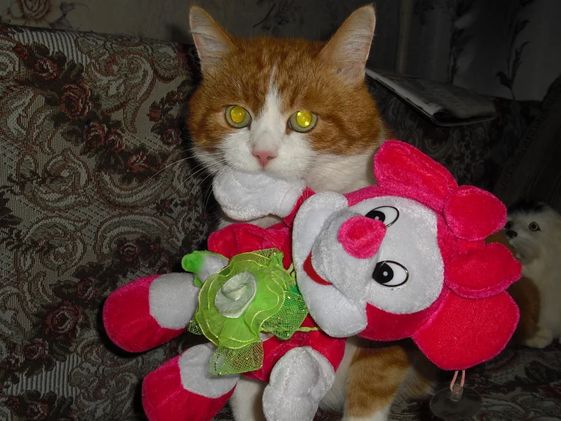 котик, охота, мышка