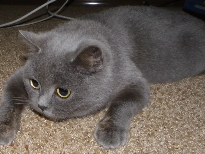 кошки, серенькая, британские