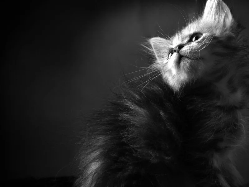 обои, чб, кошки, котенок