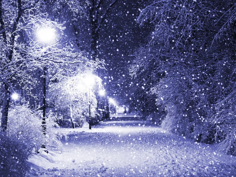 роза, красивая