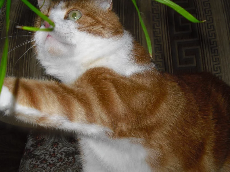 рыжий, котик, милый