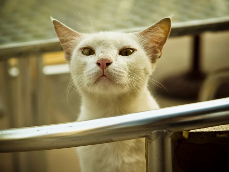 взгляд, перила, котяра