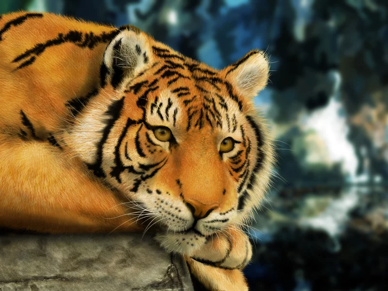 смотрит, тигр