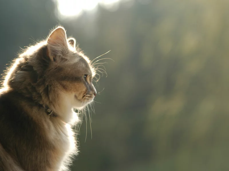 коричневый, профиль, кошка, улыбка, взгляд, кот