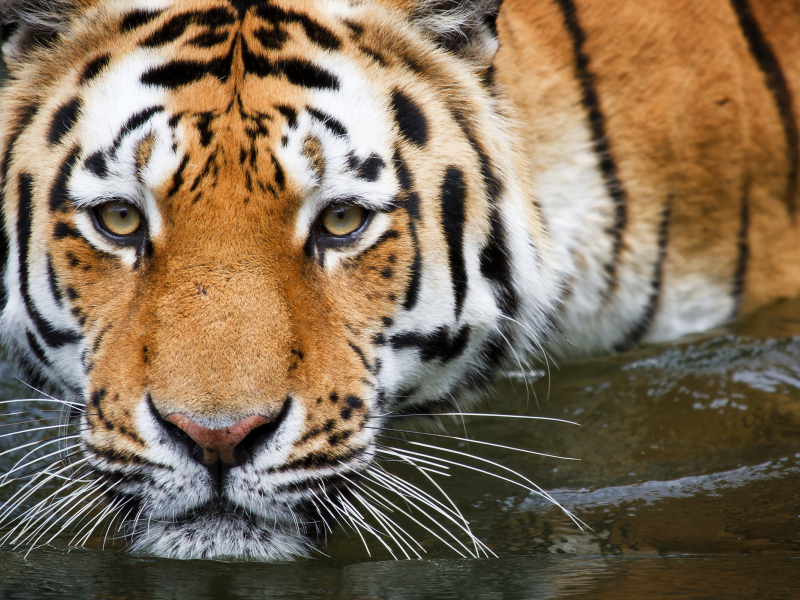 тигр, вода, купание